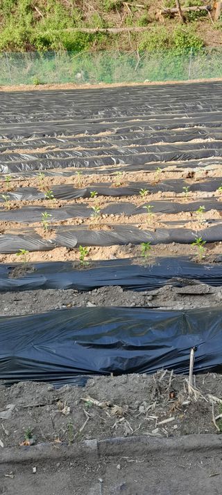 .윤금자님의 고추 · 영농일지 작성글 사진