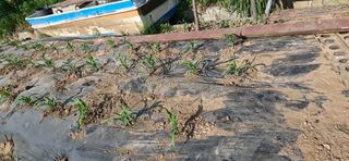 구계훈님의 5월 농사계획 공유하기 · 참여글 작성글 사진