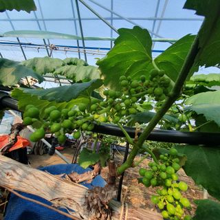 포도 청년님의 자유주제 · 자유게시판 작성글 사진