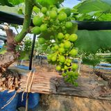 팜모닝 포도·병해충상담 게시글 이미지