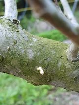 팜모닝 복숭아·병해충상담 게시글 이미지