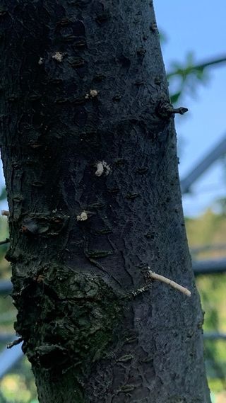 초보님의 복숭아 · 병해충상담 작성글 사진