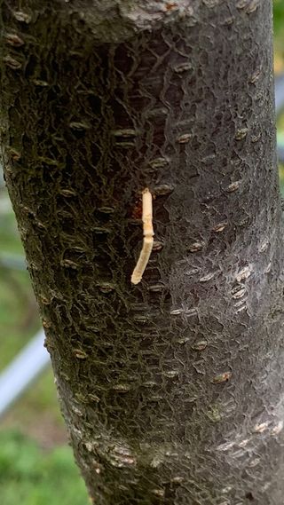 초보님의 복숭아 · 병해충상담 작성글 사진