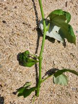 팜모닝 포도·병해충상담 게시글 이미지