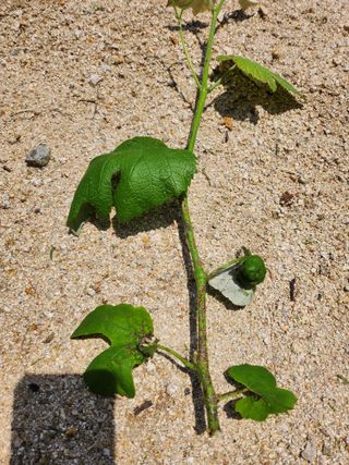 황공이오님의 포도 · 병해충상담 작성글 사진