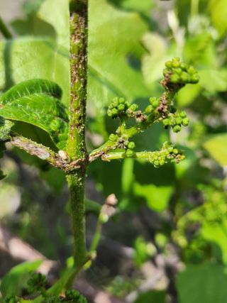 황공이오님의 포도 · 병해충상담 작성글 사진