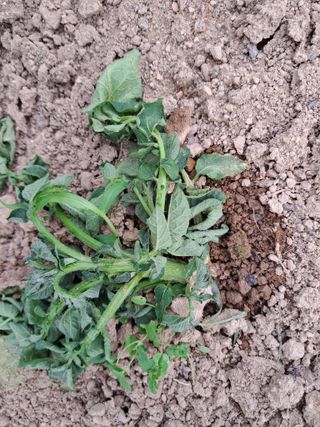 자연인님의 감자 · 병해충상담 작성글 사진