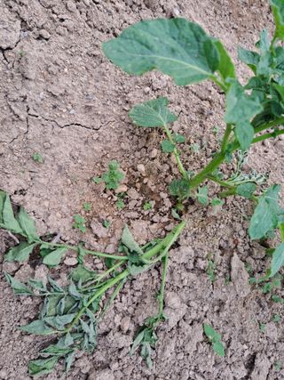 자연인님의 감자 · 병해충상담 작성글 사진