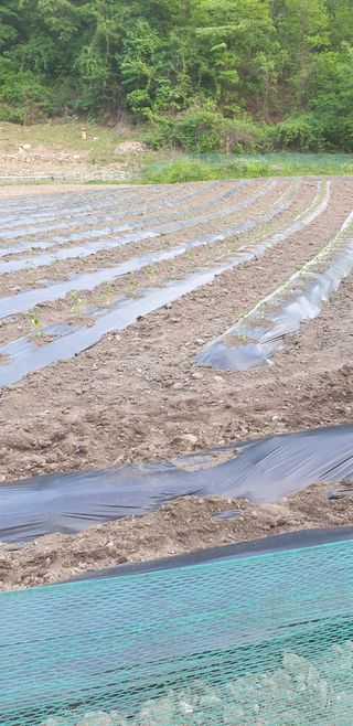 알 수 없음님의 고추 · 영농일지 작성글 사진