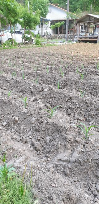 알 수 없음님의 고추 · 영농일지 작성글 사진