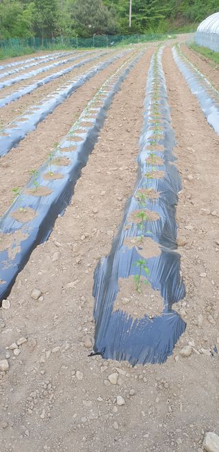 알 수 없음님의 고추 · 영농일지 작성글 사진