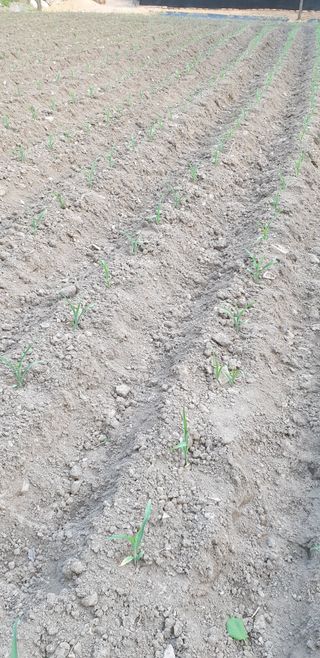 알 수 없음님의 고추 · 영농일지 작성글 사진