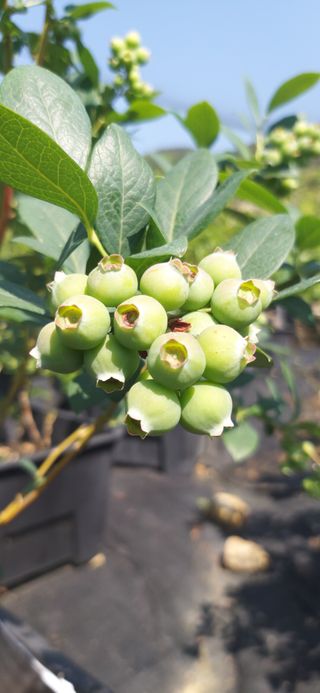 산마루농장님의 블루베리 · 영농일지 작성글 사진