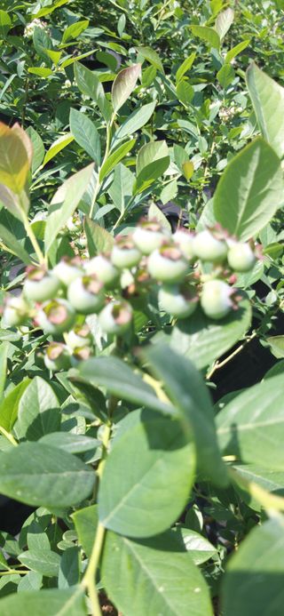 산마루농장님의 블루베리 · 영농일지 작성글 사진