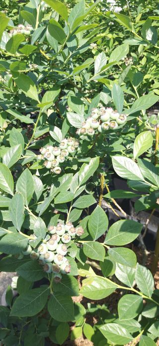 산마루농장님의 블루베리 · 영농일지 작성글 사진