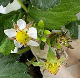 알 수 없음님의 딸기 · 병해충상담 작성글 사진