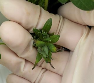 알 수 없음님의 딸기 · 병해충상담 작성글 사진