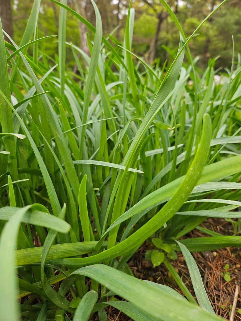 장터 상품 [삼채1k(동남아부추] 썸네일