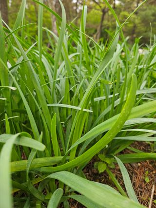 황강섭(낭산선인)님의 작성글 사진