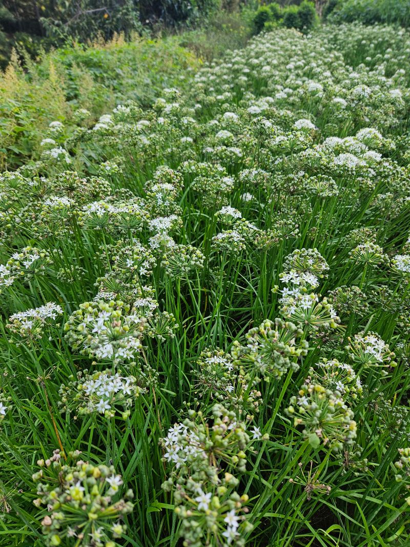 황강섭(낭산선인)님의 장터 판매 상품 [삼채1k(동남아부추] 첨부 사진