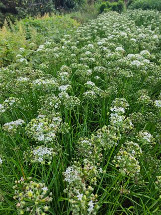 황강섭(낭산선인)님의 작성글 사진