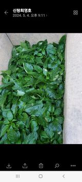 팜모닝 고추·영농일지 게시글 이미지