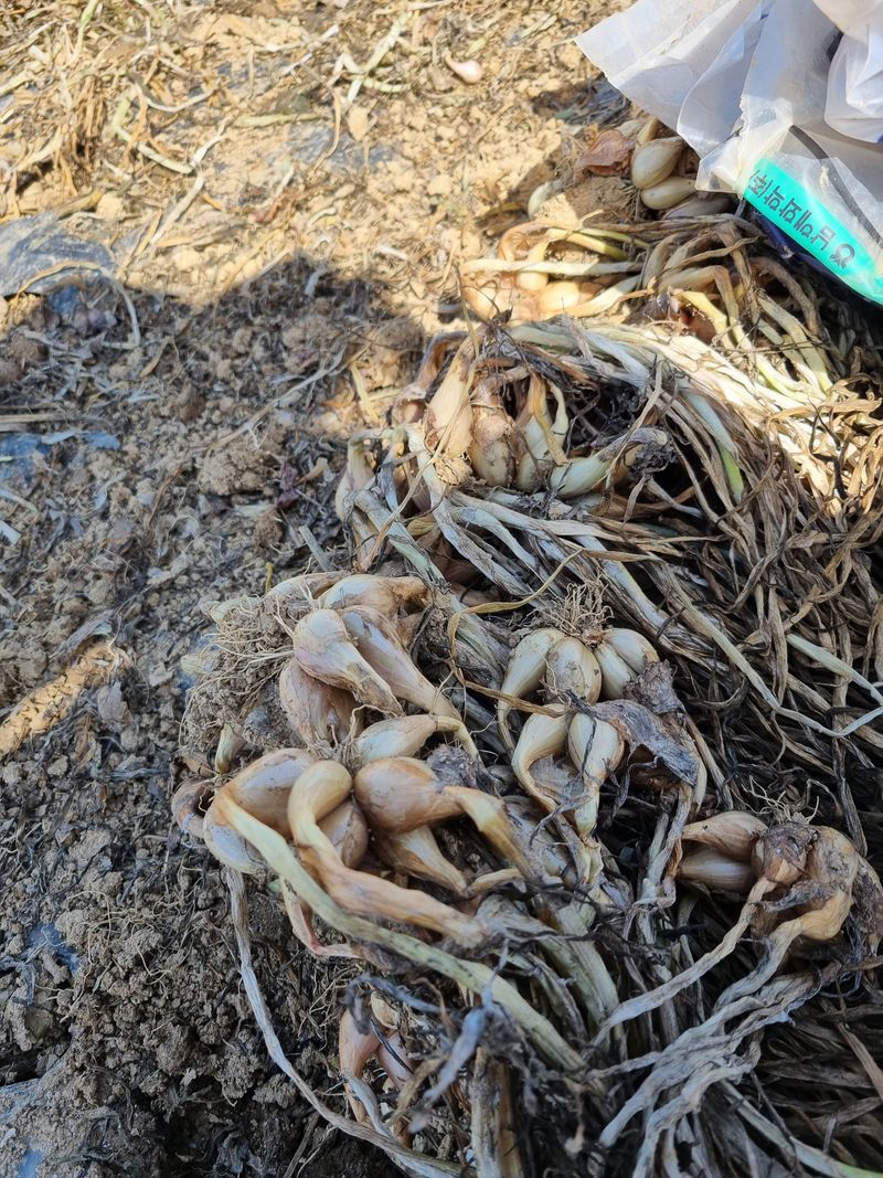 장터 상품 [쪽파 종자 판매완료] 썸네일