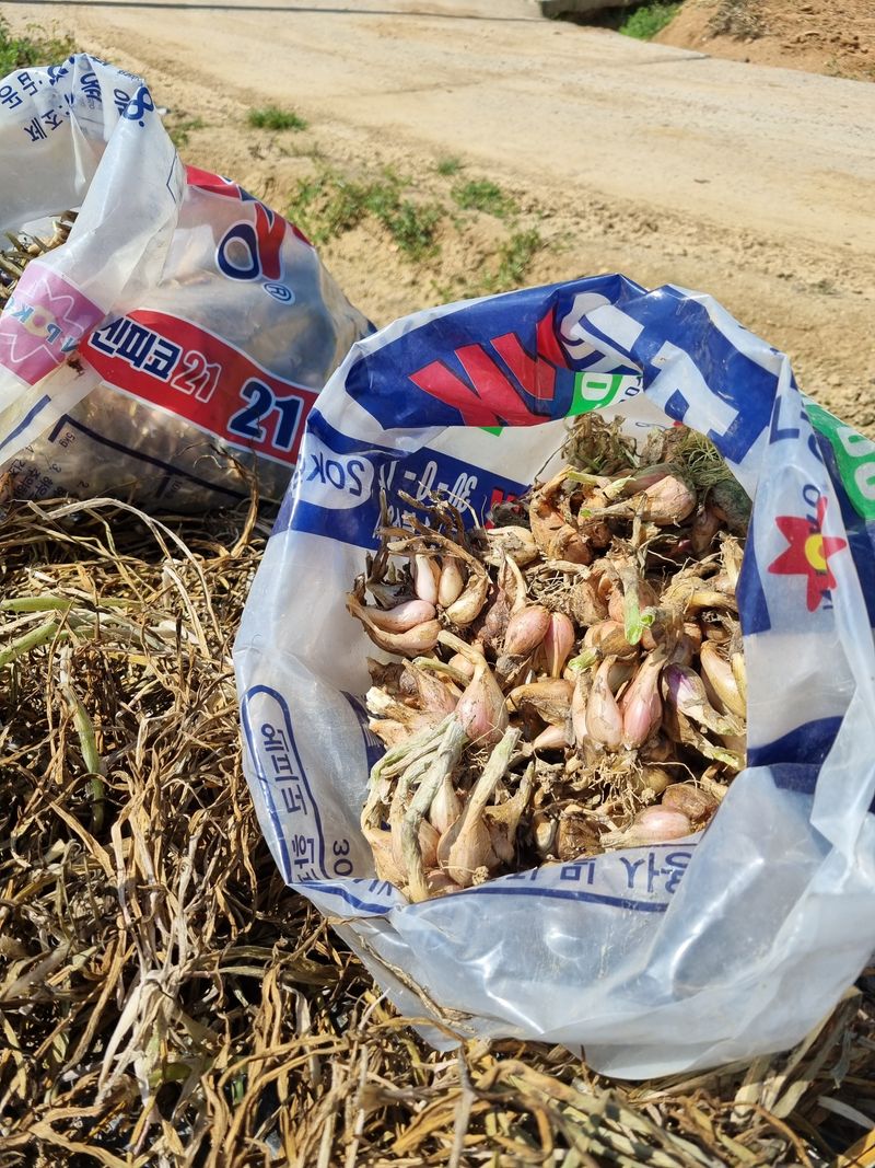 민들레님의 장터 판매 상품 [쪽파 종자 판매완료] 첨부 사진