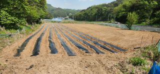 이용길님의 옥수수 · 영농일지 작성글 사진