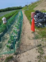 팜모닝 들깨·영농일지 게시글 이미지