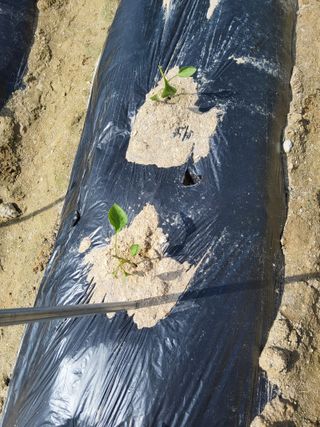 김재희님의 들깨 · 영농일지 작성글 사진