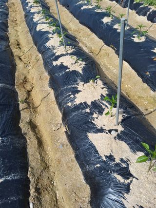 김재희님의 들깨 · 영농일지 작성글 사진