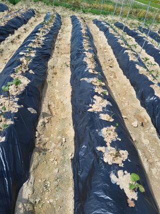 김재희님의 들깨 · 영농일지 작성글 사진