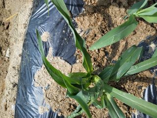 김재희님의 들깨 · 영농일지 작성글 사진