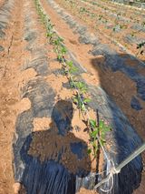 팜모닝 5월 농사계획 공유하기·참여글 게시글 이미지