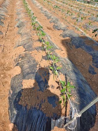 호박 정정호님의 5월 농사계획 공유하기 · 참여글 작성글 사진