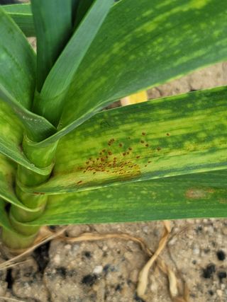 친환경님의 마늘 · 병해충상담 작성글 사진