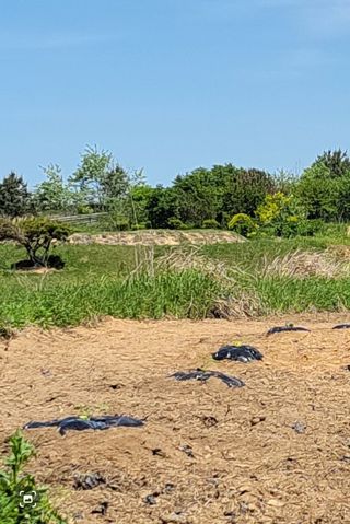 김중언님의 호박 · 자유게시판 작성글 사진