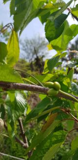 팜모닝 자유주제·사진전 게시글 이미지