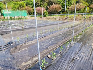 風雲雨님의 고추 · 영농일지 작성글 사진