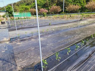 風雲雨님의 고추 · 영농일지 작성글 사진