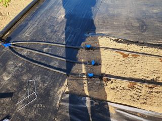 風雲雨님의 고추 · 영농일지 작성글 사진