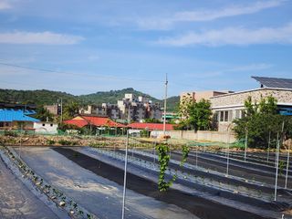 風雲雨님의 고추 · 영농일지 작성글 사진