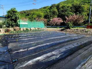 風雲雨님의 고추 · 영농일지 작성글 사진