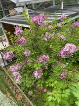 팜모닝 기타작물·영농일지 게시글 이미지