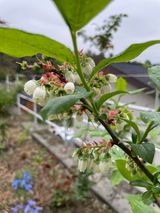 팜모닝 블루베리·영농일지 게시글 이미지