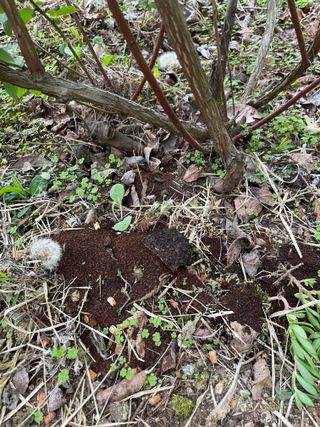 김지훈님의 블루베리 · 영농일지 작성글 사진