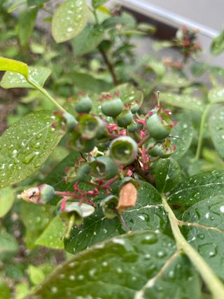 김지훈님의 블루베리 · 영농일지 작성글 사진
