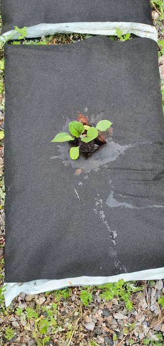 최기덕님의 5월 농사계획 공유하기 · 참여글 작성글 사진