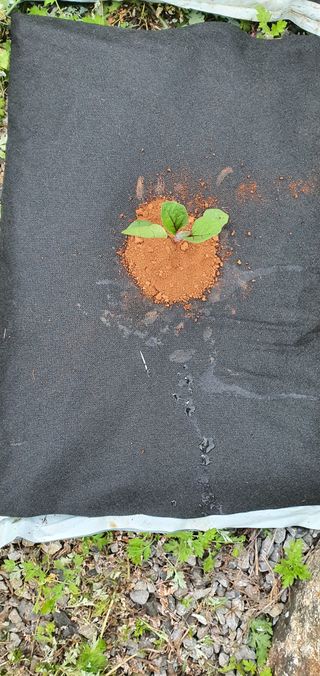 최기덕님의 5월 농사계획 공유하기 · 참여글 작성글 사진